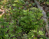 Princess Pine Clubmoss